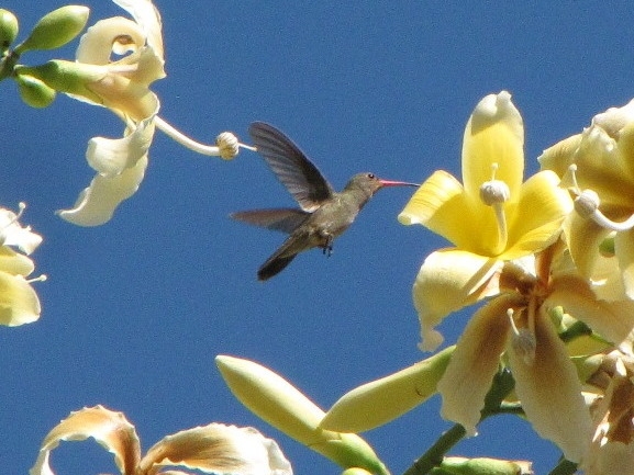 「ハチドリの舞いは空飛ぶ宝石」知られざる飛翔活動