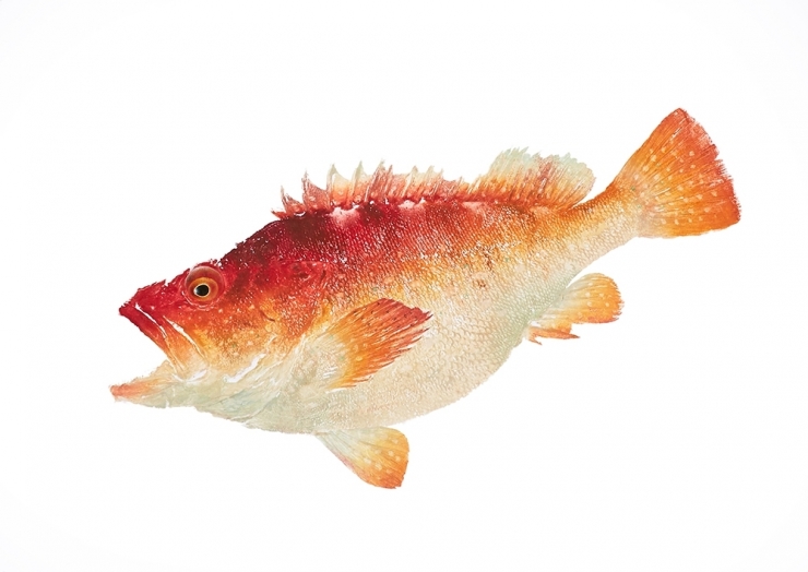 カラーアート魚拓の世界