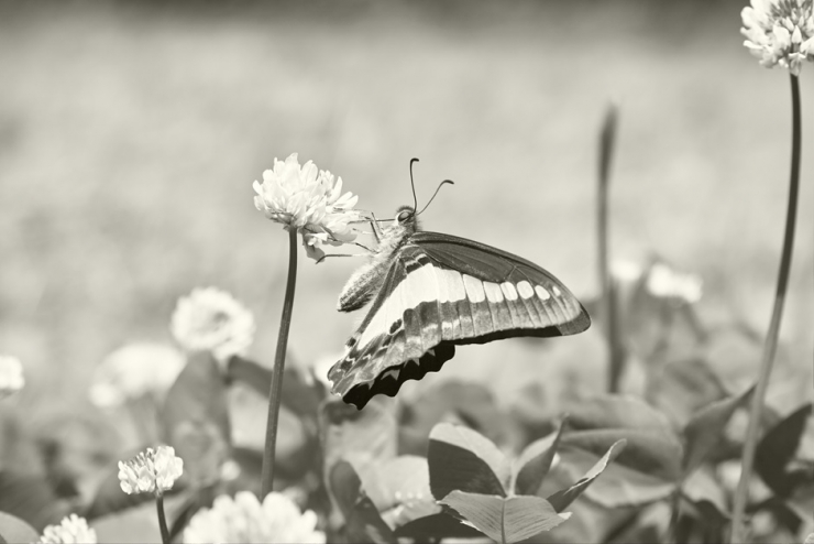 Insects,Grass and Flowers 「野の虫、草、花の詩(うた)」 黒川 実 写真展