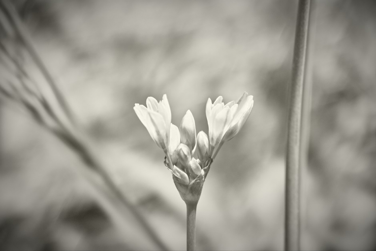 Insects,Grass and Flowers 「野の虫、草、花の詩(うた)」 黒川 実 写真展