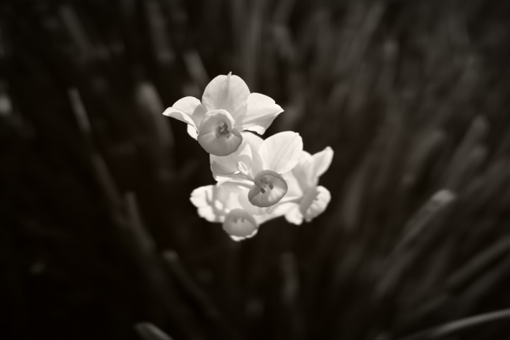 Insects,Grass and Flowers 「野の虫、草、花の詩(うた)」 黒川 実 写真展