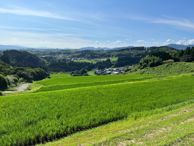 菊池の自慢!里山ウォーキングと名物栗拾い体験