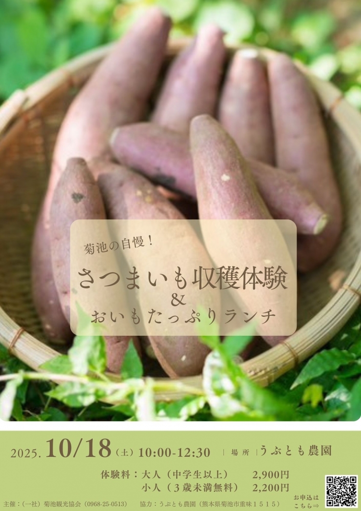 菊池の自慢!さつまいも収穫体験&おいもたっぷりランチ