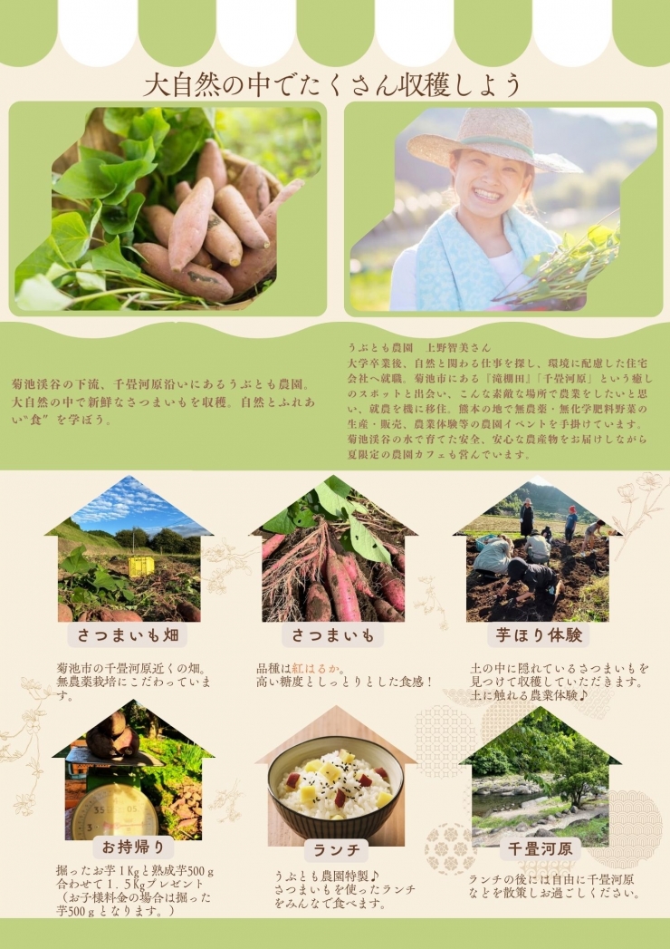 菊池の自慢!さつまいも収穫体験&おいもたっぷりランチ