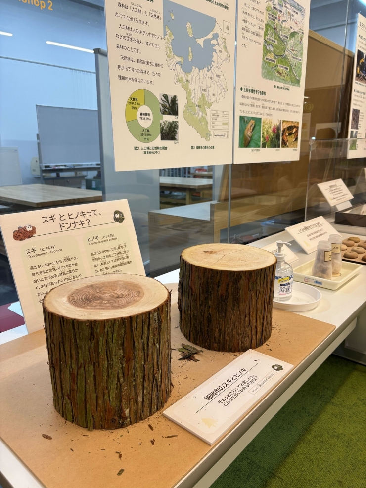 企画展「はっけん!コノキナンノキ～福岡の森～」