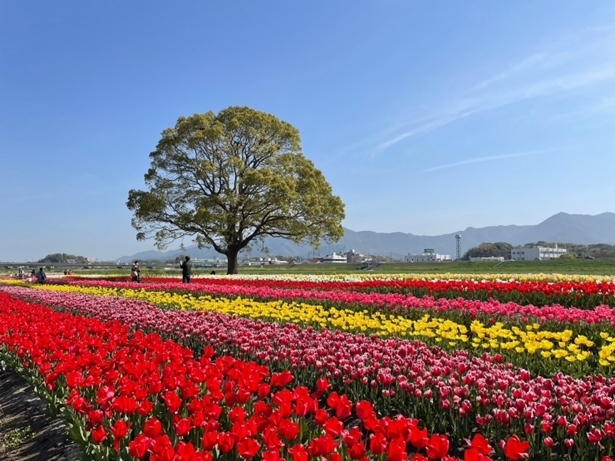「のおがたチューリップフェア2026」PR展
