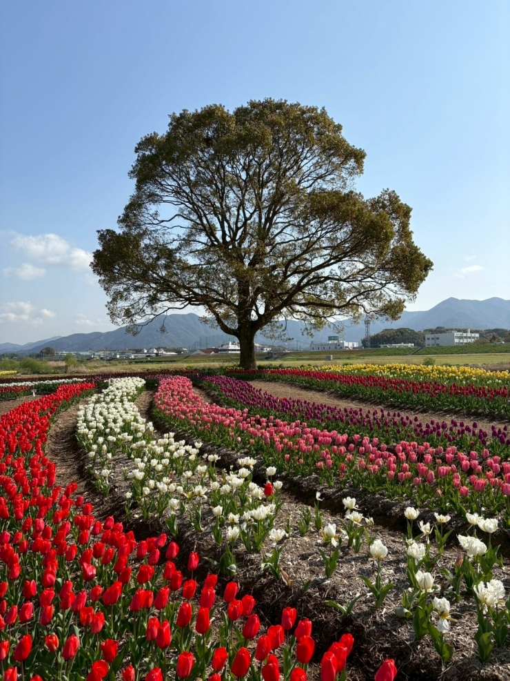 のおがたチューリップフェア2026