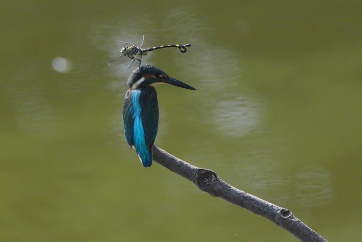 西村一利写真展 〜車椅子から一瞬を撮るカワセミの美しさと魅力!〜