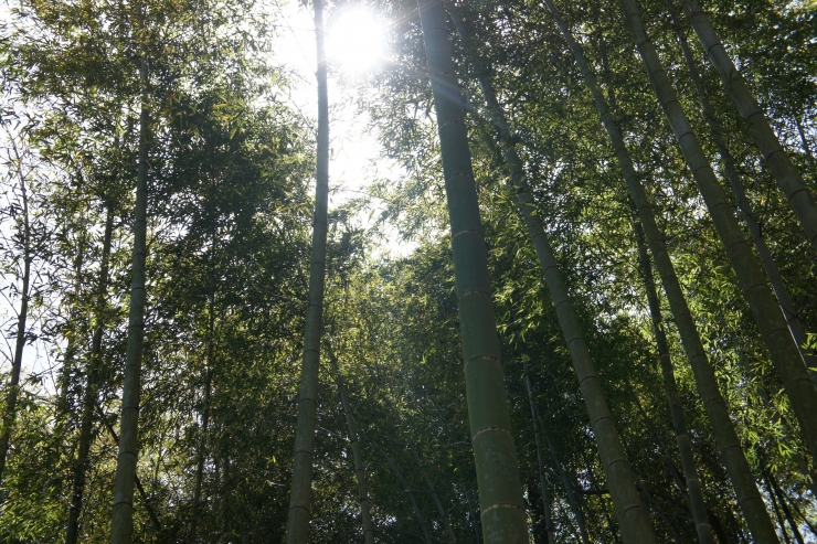 たけのこまつり