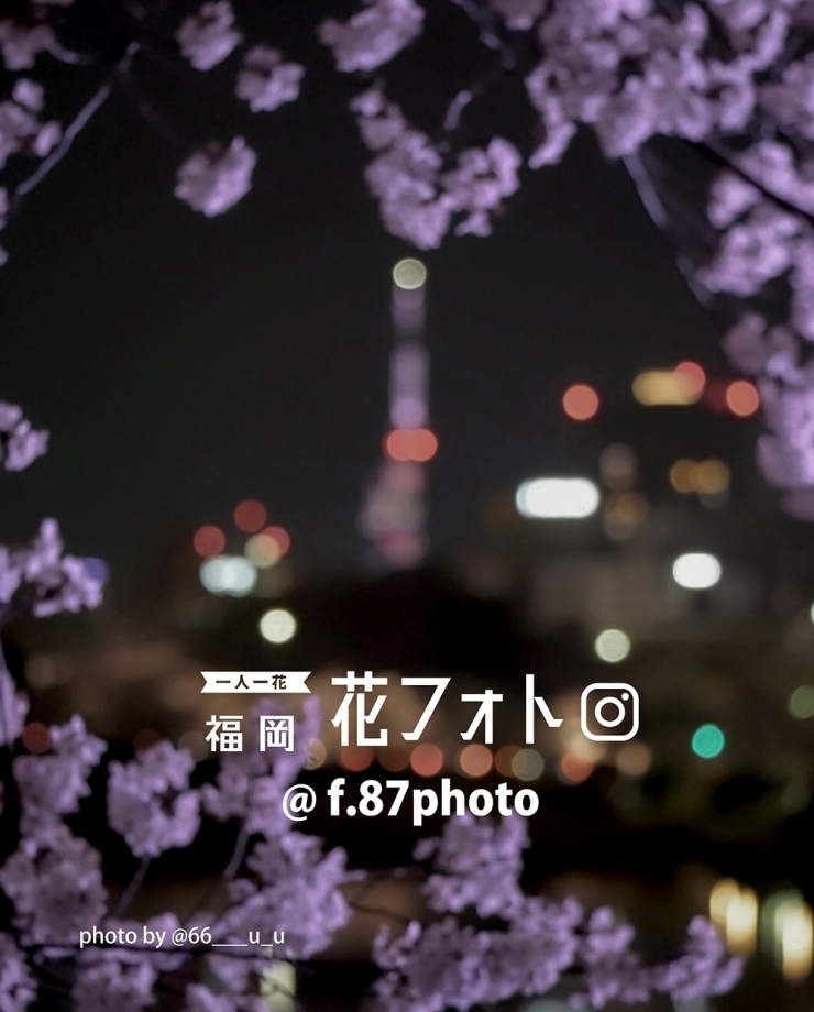 一人一花 福岡花フォト Archive 2025-2026 FUKUOKA 花のある風景展