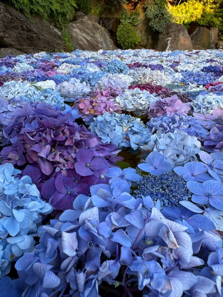あじさい花手水